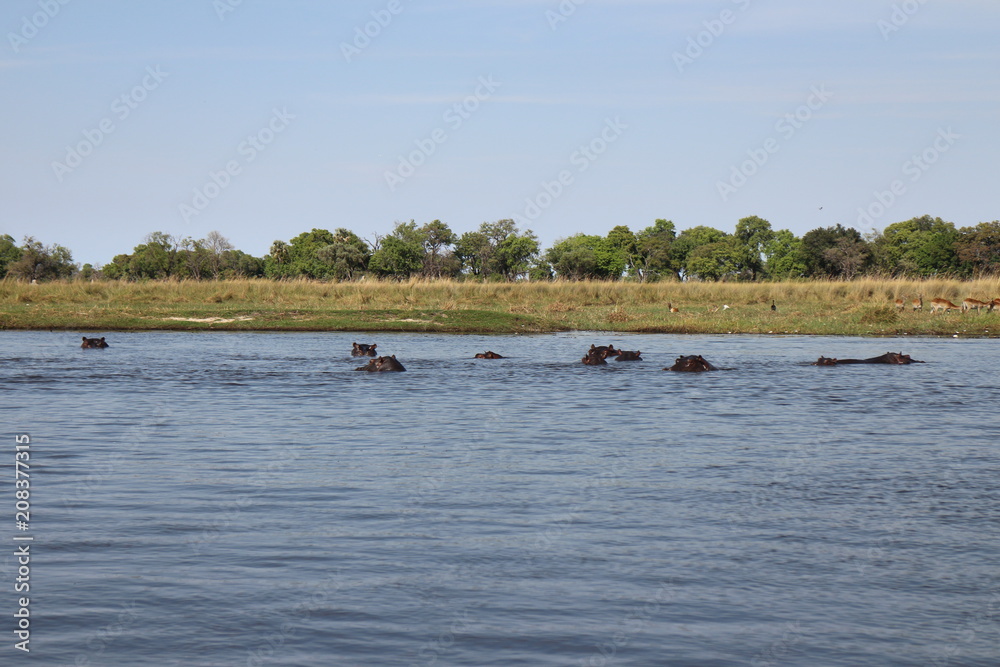 Fototapeta premium Hippo Family