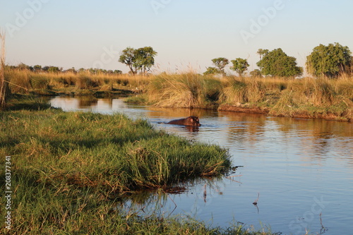 Hippo in river