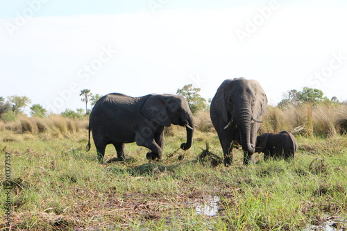 Elephant young family