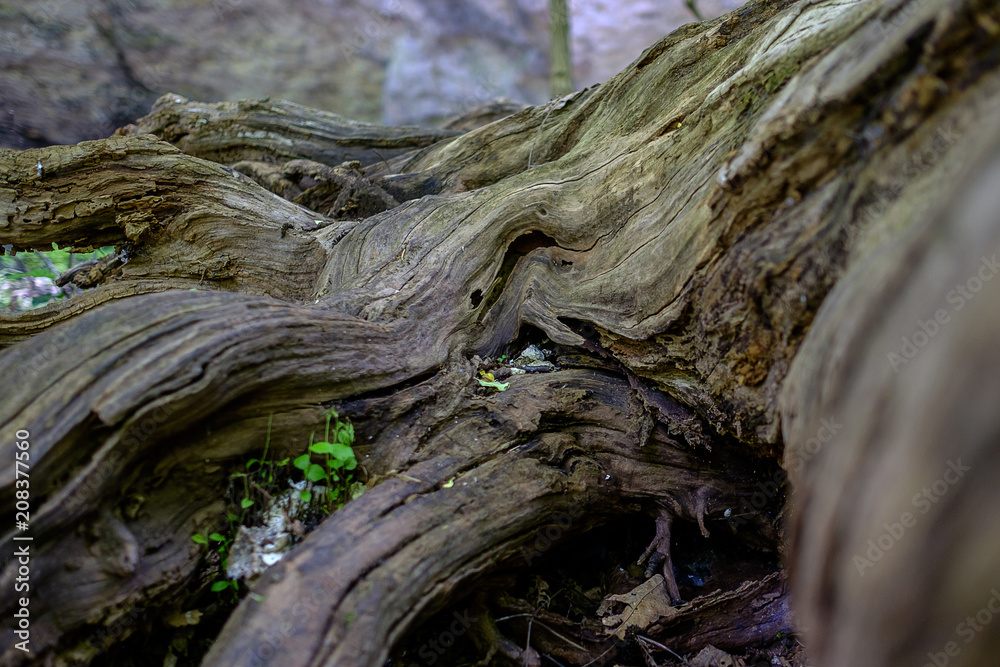 Texture of old tree roots