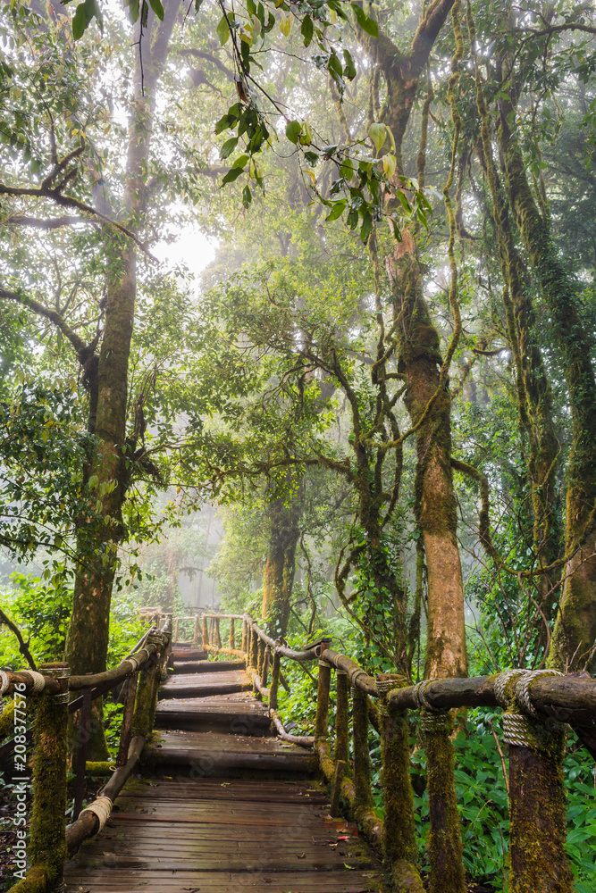 Walking Path in Rain Forest at Doi Inthanon nationalpark, Chiang Mai, Thailand Walking Path in Rain Forest at Doi Inthanon nationalpark, Chiang Mai, Thailand