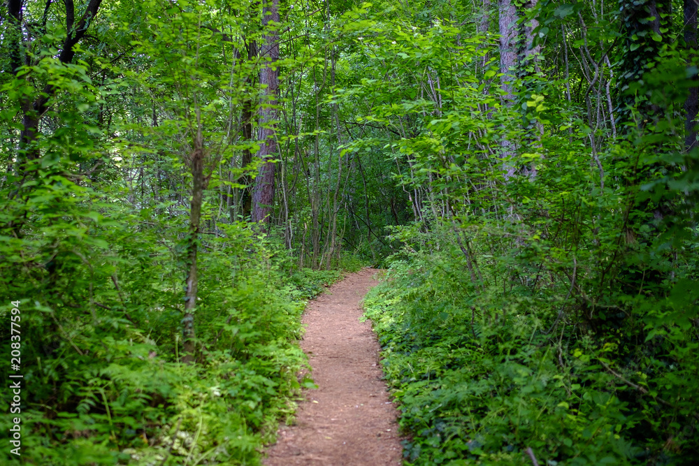 Mystic road in the forest in the mountains 1 Mystic road in the forest in the mountains 1