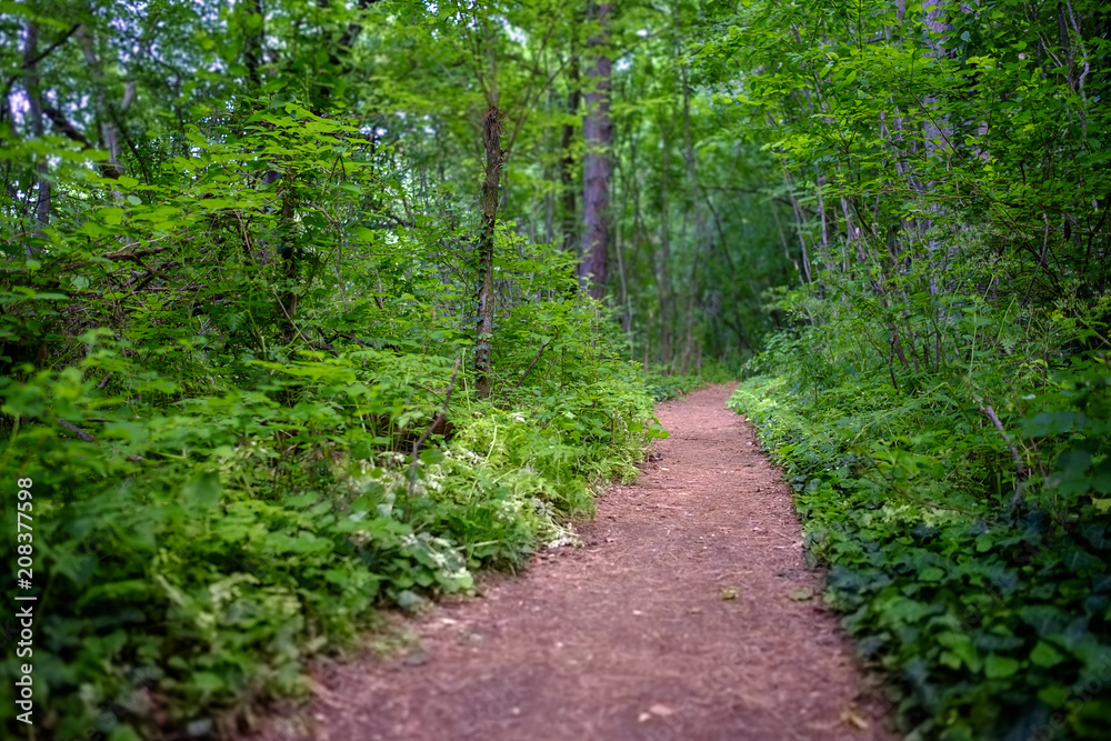 Mystic road in the forest in the mountains 2 Mystic road in the forest in the mountains 2