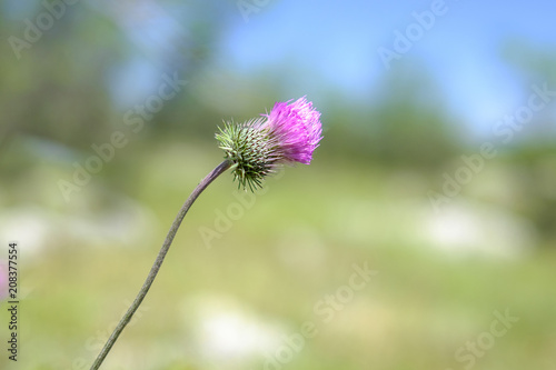 Blossoming spine with blurred background