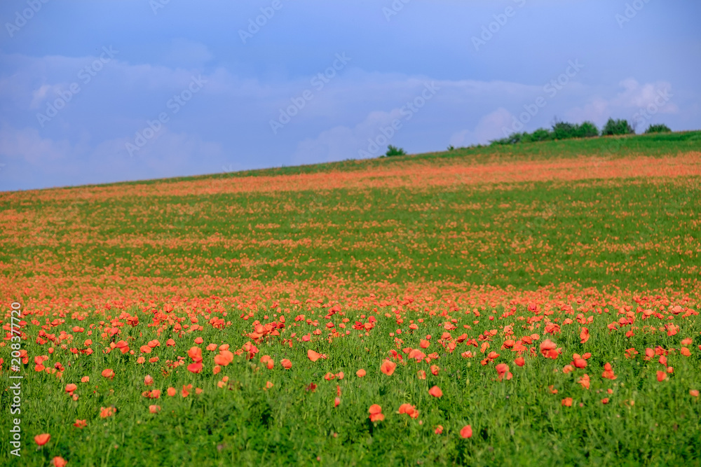 Endless poppy fields 2