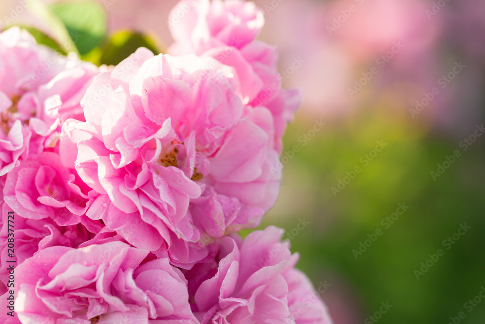 pink rose bush closeup on field background