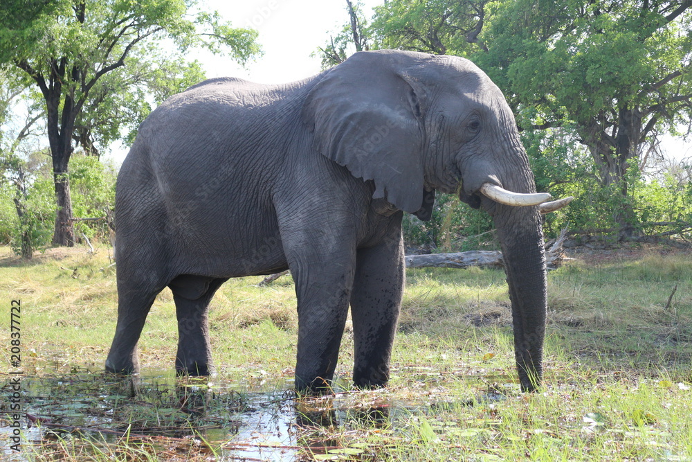 Fototapeta premium Elephant Posing