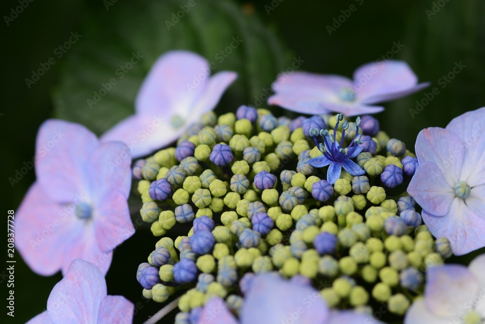 Bisexual flowers of Lacecap hydrangea Bisexual flowers of Lacecap hydrangea