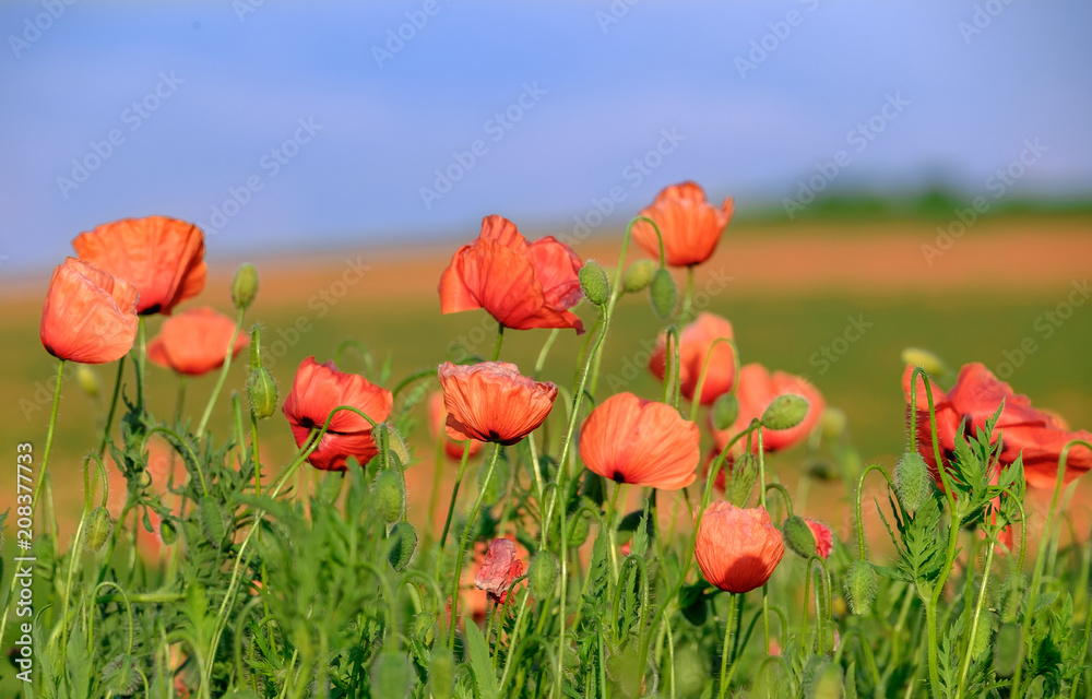 Blossoming poppies on the field 2