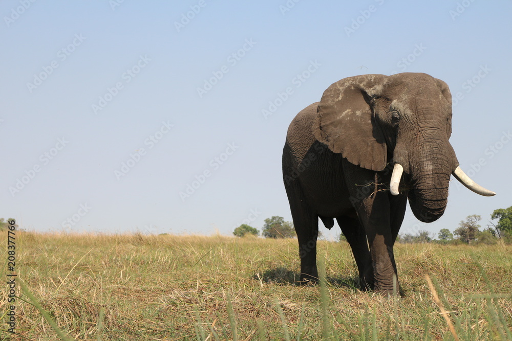 Elephant Eating Restfully