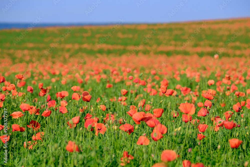 Flowering poppy field 3