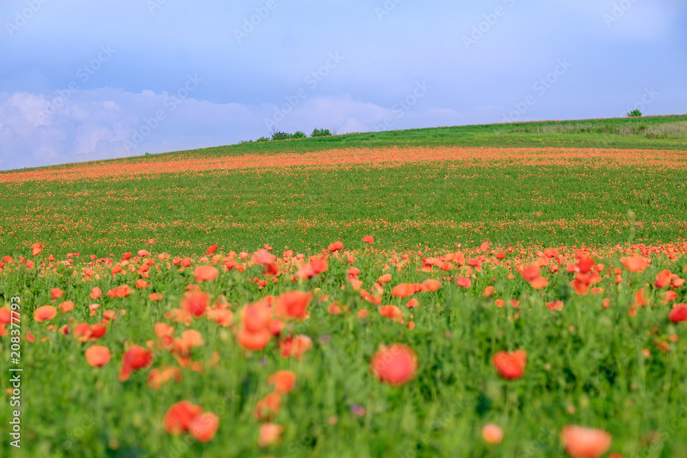Flowering poppy field and blue skies