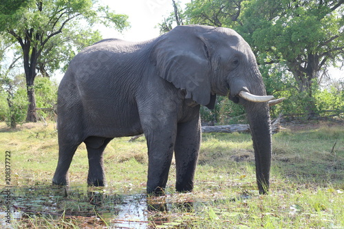 Elephant Posing