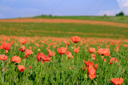 Huge poppy field in the countryside 1
