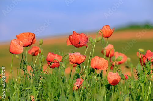 Blossoming poppies on the field 1