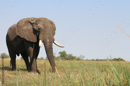 Elephant Scenery Shot