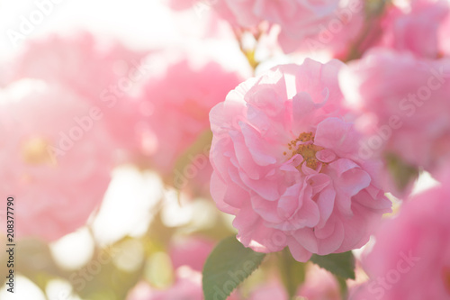 Fotografía pink rose bush closeup on field background