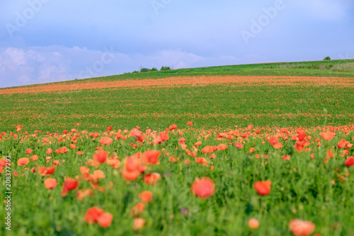 Flowering poppy field and blue skies