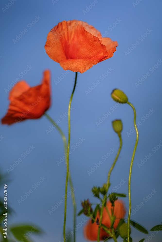 Naklejka premium Flowering poppies on the blue sky background 2