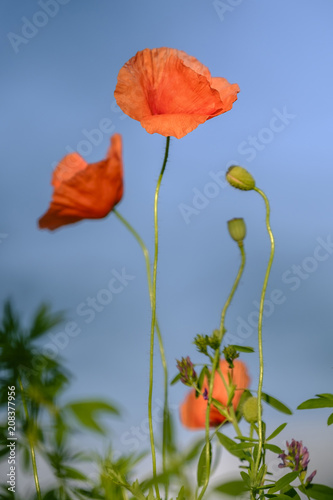 Flowering poppies on the blue sky background 4