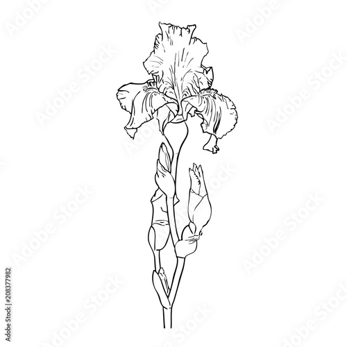 Fototapeta Naklejka Na Ścianę i Meble -  Black and white outline image of flower of iris