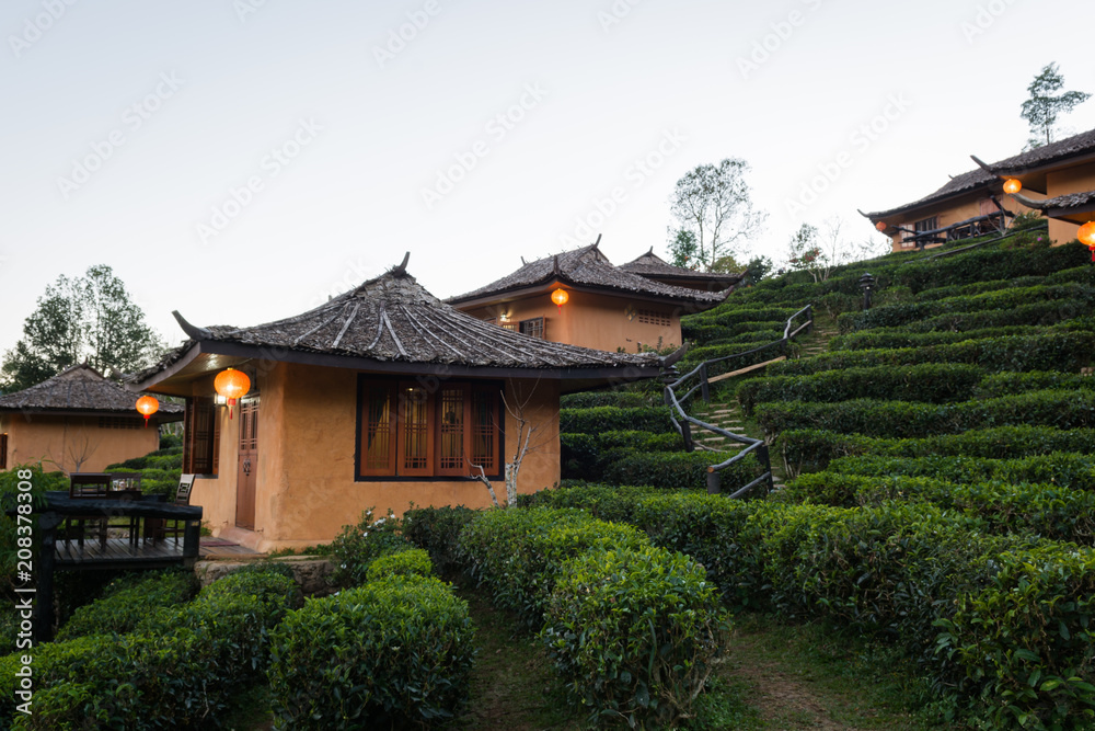 Tea Plantation and hut in Ban Rak Thai. Mae Hong Son, Thailand.