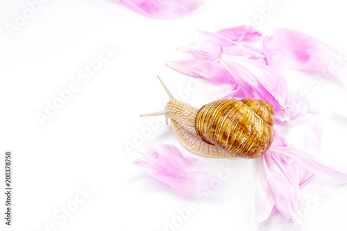 snail and tender pink petals photo