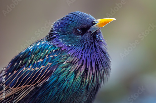 Bilde på lerret Common Starling very close shot portrait with extreme colours