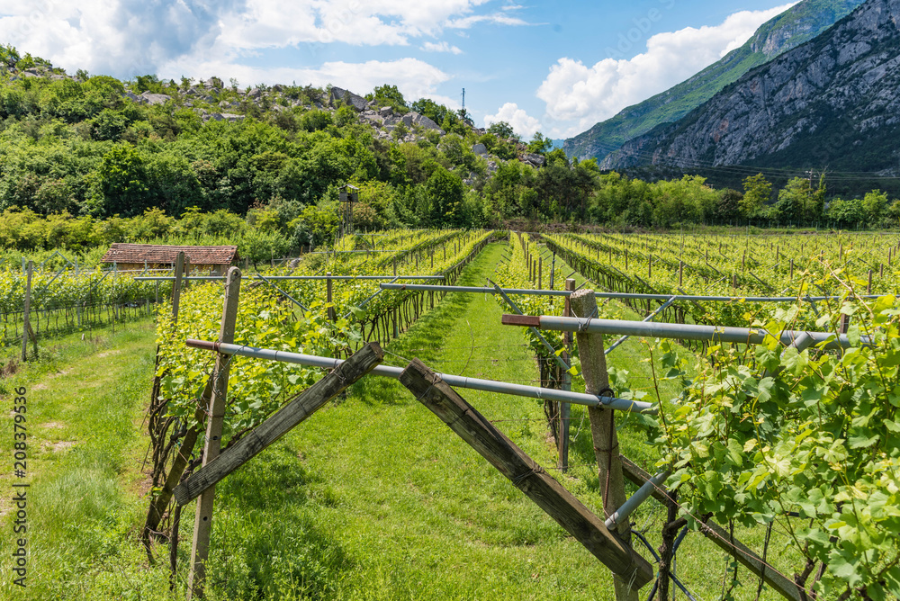 Weinreben im Sarcatal, Trentino, Gardasee