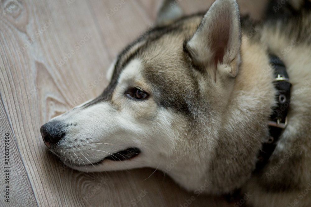  gray husky dog sitting in the kitchen