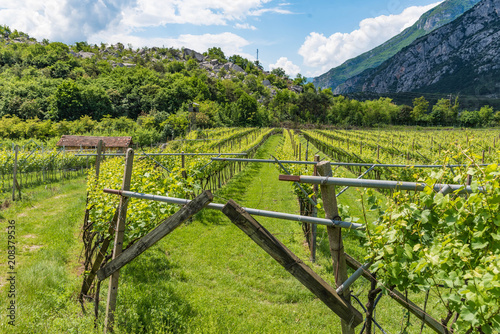 Weinreben im Sarcatal  Trentino  Gardasee