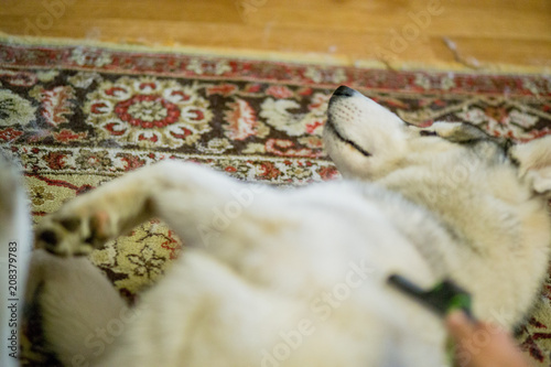 the husky dog sits on the carpet the floor