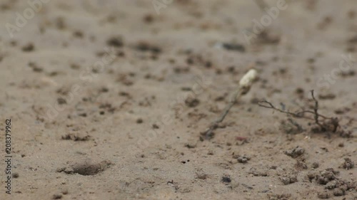 color and shape of fiddler crabs male