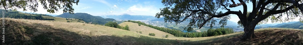 Fototapeta premium chêne