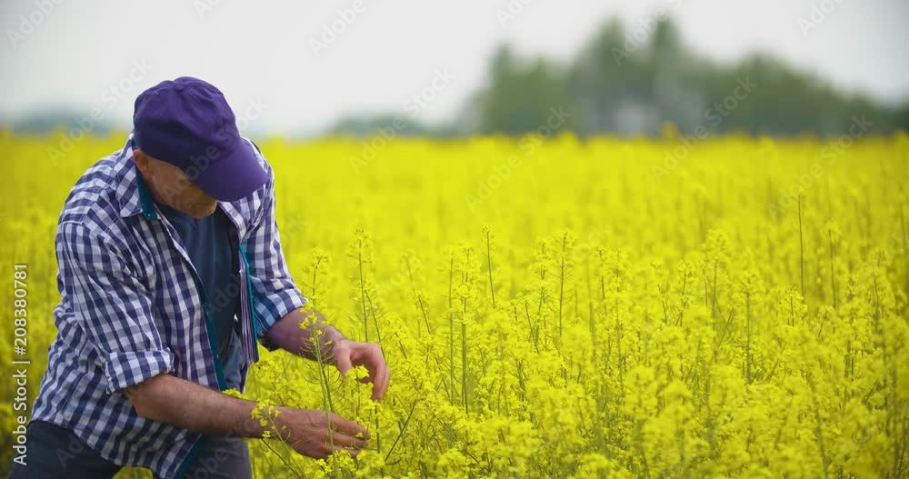 Farmer Examining And Smelling Rapeseed Blossom At Field Farmer Examining And Smelling Rapeseed Blossom At Field