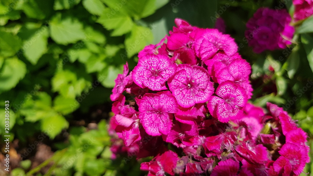Rote Blüte Rote Blüte