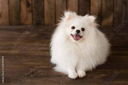 Little Pomeranian spitz-dogpuppy.It can be used as a background © chernikovatv