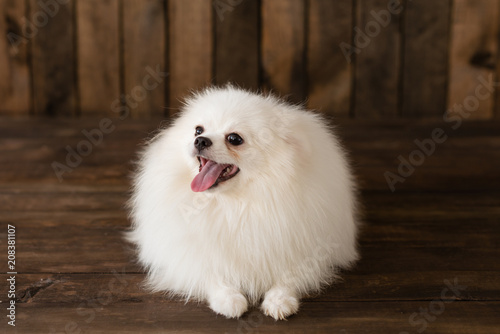 Little Pomeranian spitz-dogpuppy.It can be used as a background