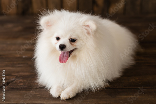 Little Pomeranian spitz-dogpuppy.It can be used as a background