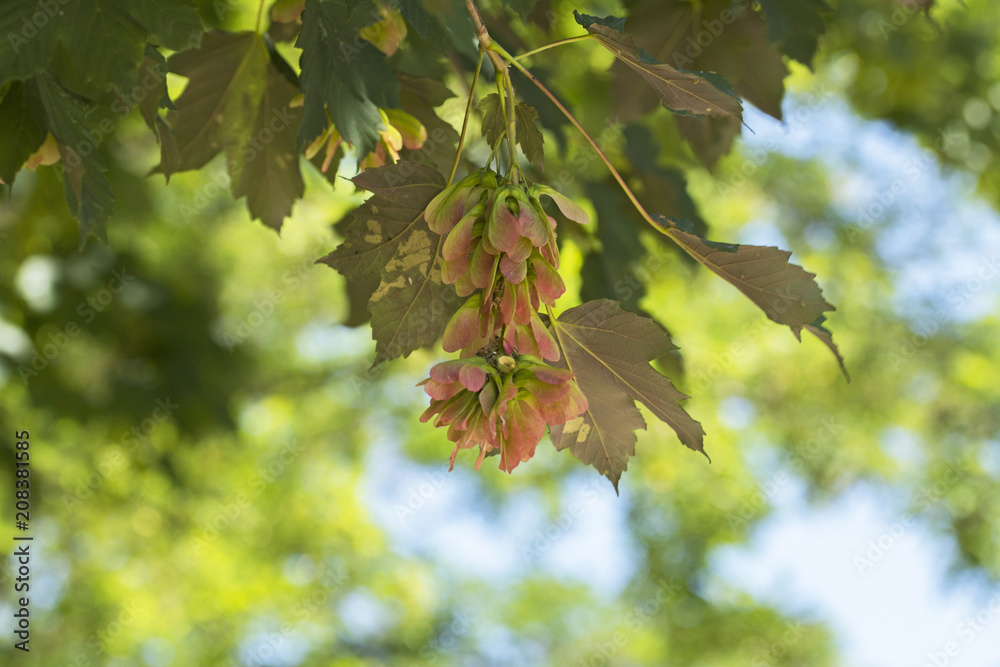 Maple fruits or samaras