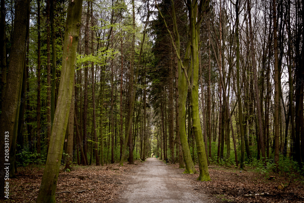 Obraz premium Tree Path