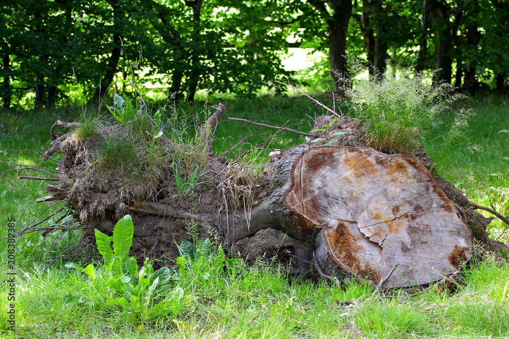 Stumped tree stump