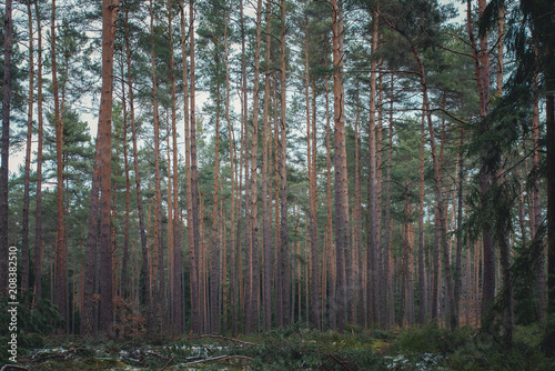 Wald im Winter