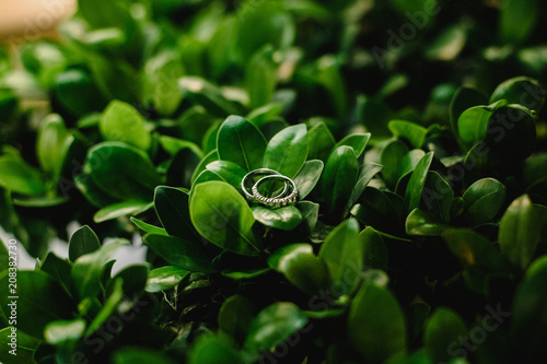 Pair of elegant wedding rings