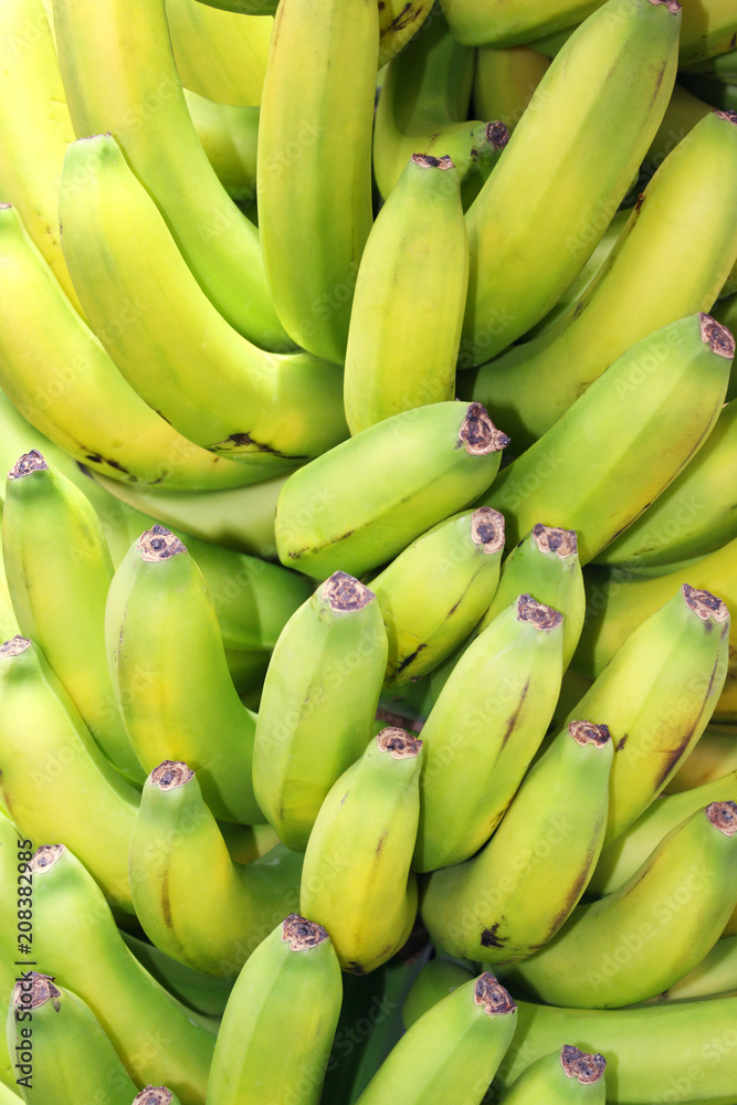 Bunch of bananas typical of the Canary Islands