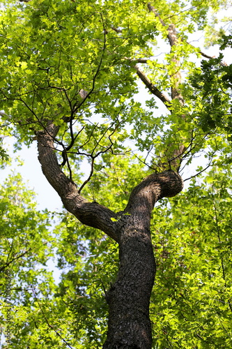 Tree branches treetop