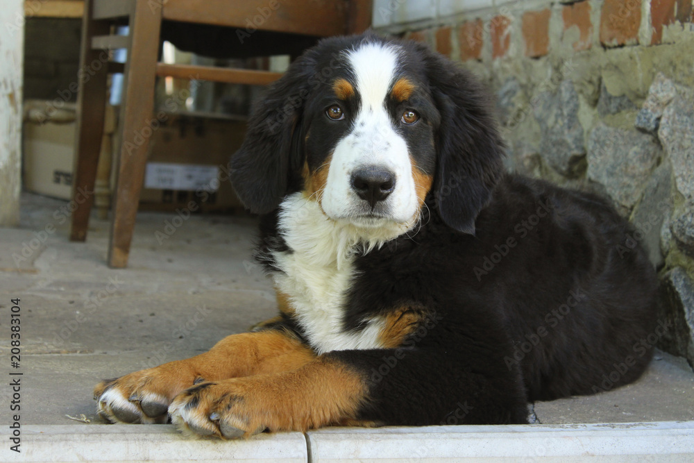 Cute Puppy Of  Bernese Mountain Dog Lying Outdoors And Looking At Camera. Berner Sennenhund Outdoors.  Cute Puppy.
