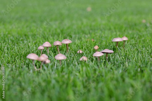 Mushroom group in blurred lawn environment