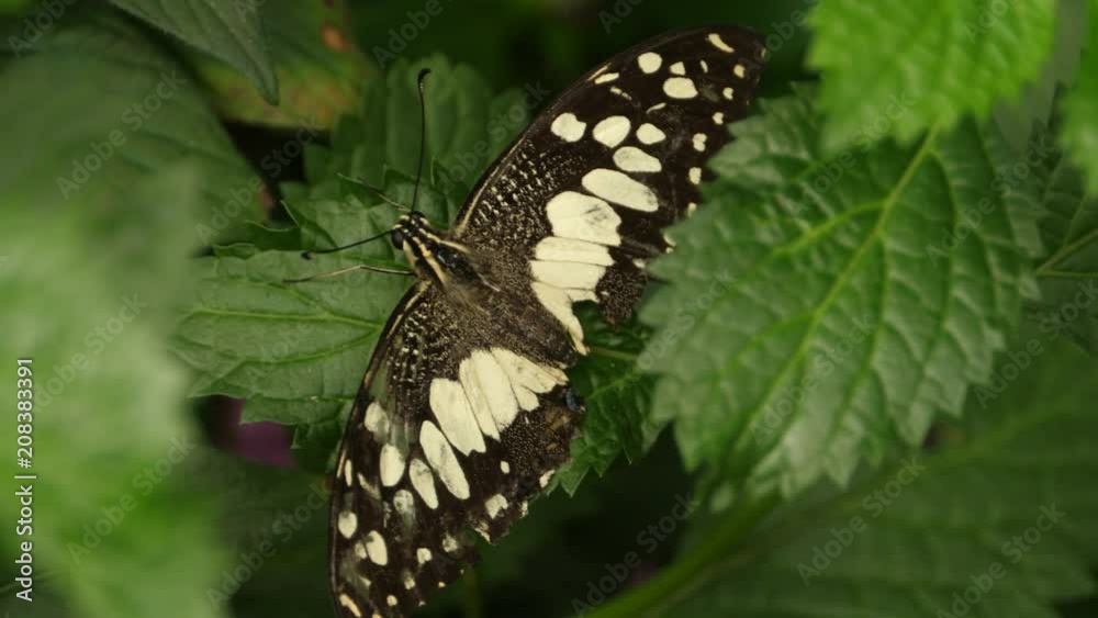 Small black and white butterfly rests on a leaf on a plant, close up. Small black and white butterfly rests on a leaf on a plant, close up.