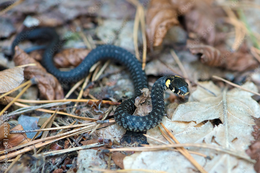 Fototapeta premium Young snake on the foliage.
